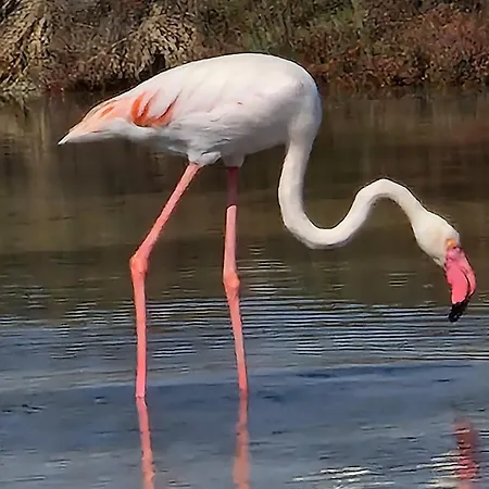 Su Foghile Apartman Quartu SantʼElena