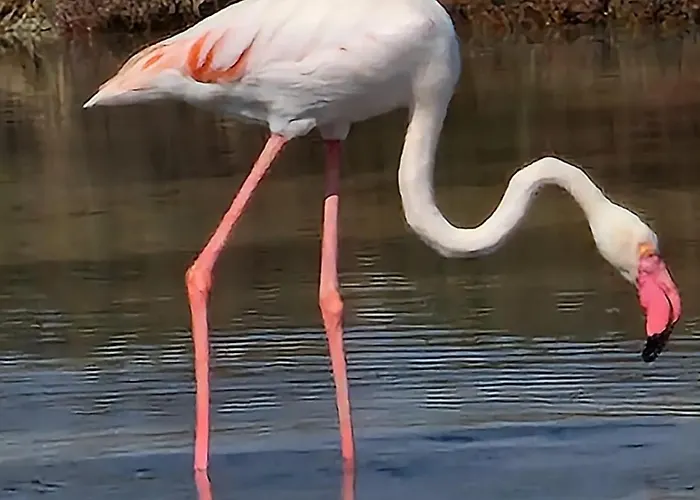 Su Foghile Appartement Quartu SantʼElena